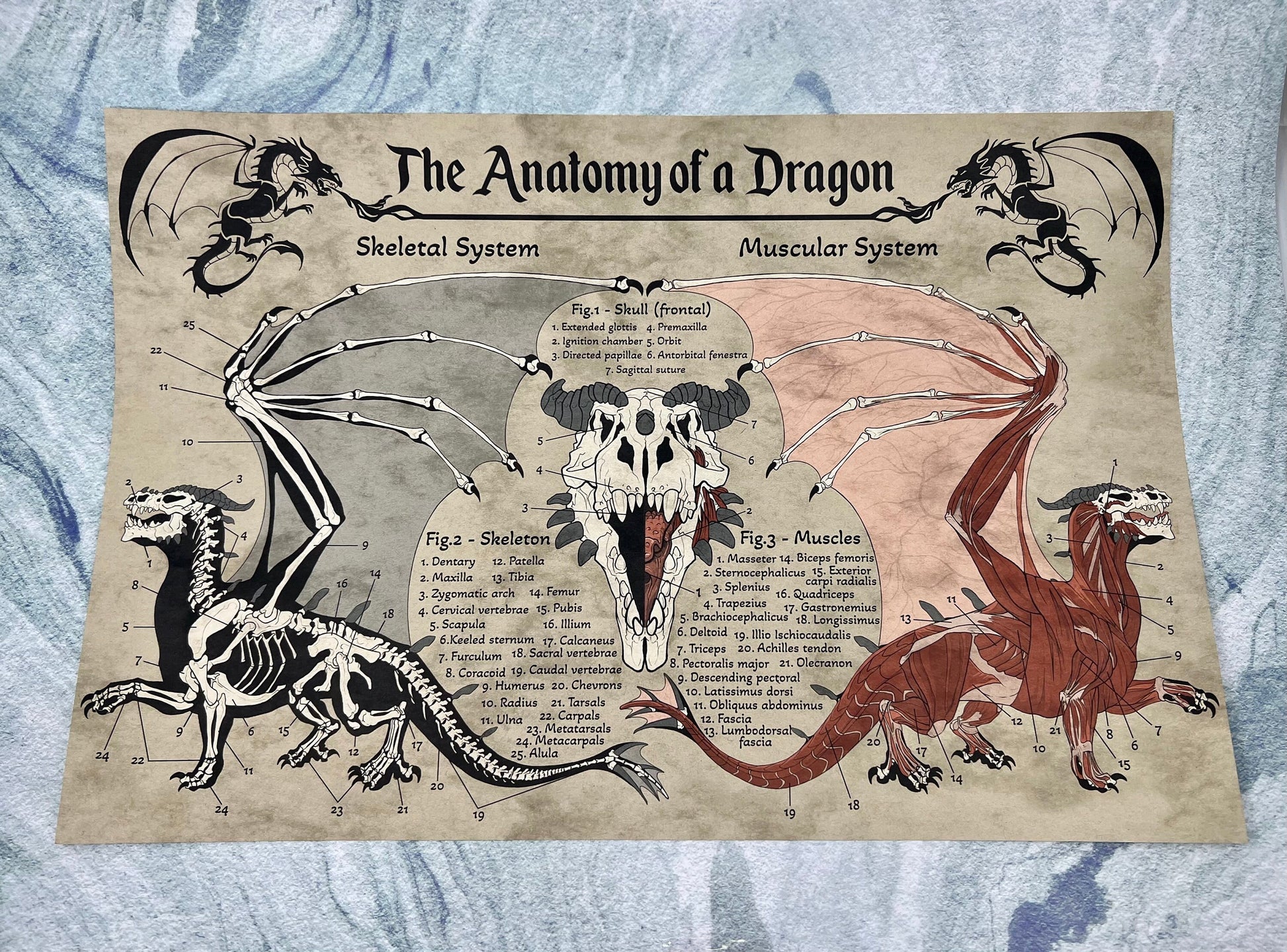 Anatomy of a Dragon Poster | Dragon Art | Anatomy Art | FREE SHIPPING