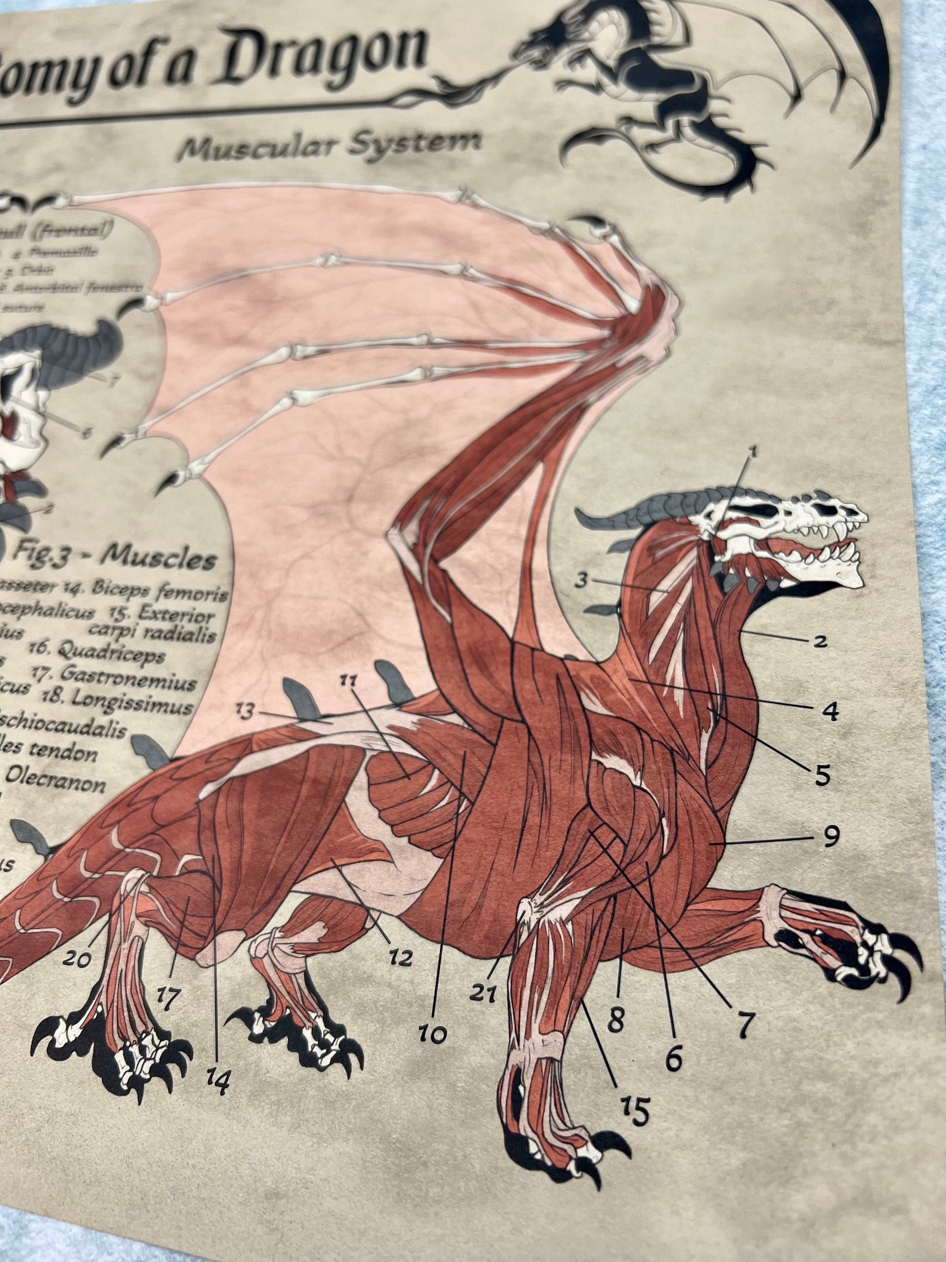 Anatomy of a Dragon Poster | Dragon Art | Anatomy Art | FREE SHIPPING