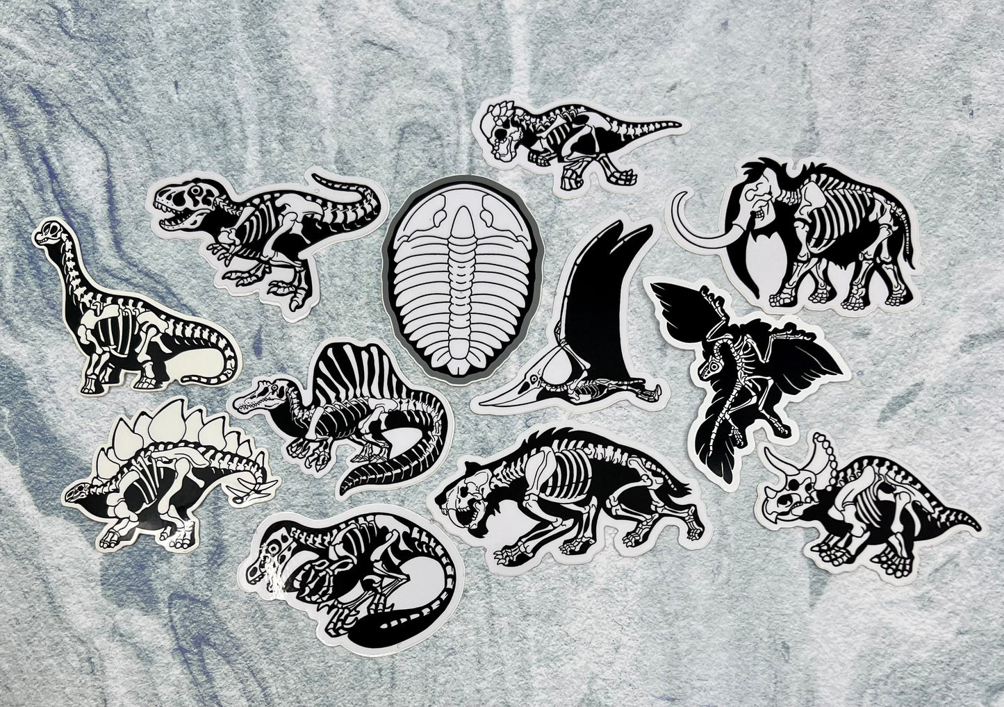 Dinosaur Vinyl Sticker | Fossil Stickers | Dinosaur Sticker | FREE SHIPPING