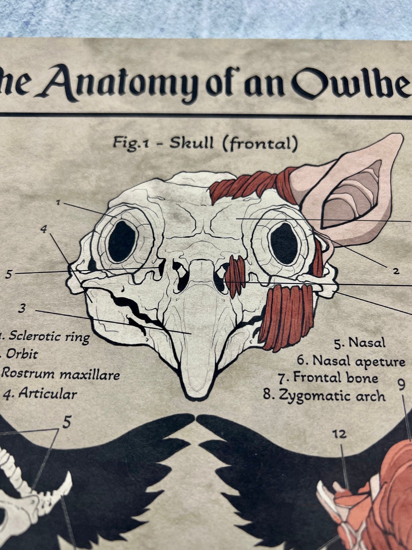Anatomy of an Owlbear Poster | Owlbear Art | Anatomy Chart | FREE SHIPPING