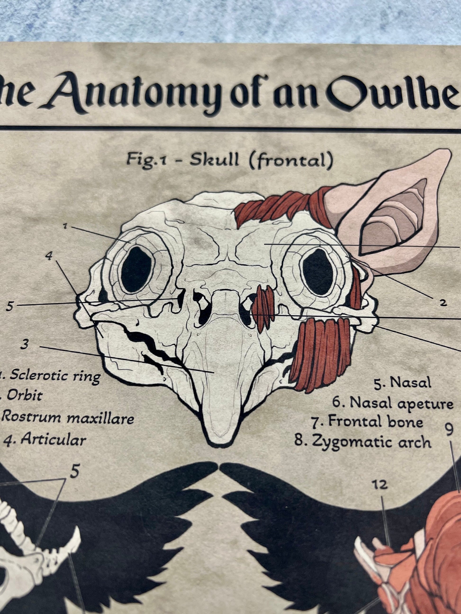 Anatomy of an Owlbear Poster | Owlbear Art | Anatomy Chart | FREE SHIPPING